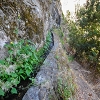 Plants: image 111 Of 208 Thumb